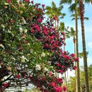 폴개네제주드림캠프 | 제주 무료 동백이 예쁜곳 (9곳)