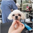 멍케어존 이미지