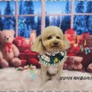 오늘도 예쁘개 이미지