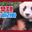 🐼 시샘 잔뜩인 푸바오 🐼 이미지