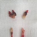 주동물병원 이미지