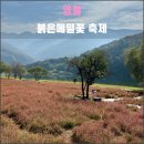 동강1박2일민박 | 영월 붉은메밀꽃 축제(2023.10): 감자전은 역시 강원도인가