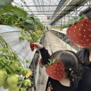 영일농원 | 주말 아이와 갈만한 곳: 김포 영일농원 딸기따기 체험 🍓 솜사탕 만들기까지 야무지게 즐기고 온 후기!