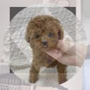 판교 행복한 동물병원 | 판교 동물보호센터 화이트테리어 입양 전 꼭 알아야 할 모든 것