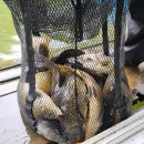 개나리낚시공원 이미지