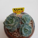 금다육꽃사랑