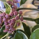 호야약국 이미지