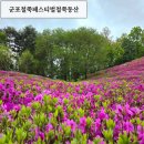 도장초보호구역시작부 | 군포철쭉축제후기 기본정보 철쭉동산 4.21 개화상황