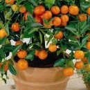 오렌지 재배 방법