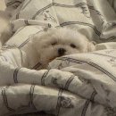 또바기 | 파주 운정 강아지 스케일링 후기 : 또바기동물병원 / 웰니스동물메디컬센터