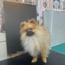 아지양이 펫샵 이미지