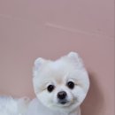 포포 데이케어 이미지