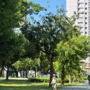 (유)진동택시 | 아이랑 해외여행: 가오슝 자유여행(대만 빙수, 유바이크, LOVE LOOKOUT, 미려도역)