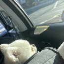 수정-86 | 부산 애견동반 숙소 추천 에어비앤비 유럽감성 독채 펜션 스테이수정201 후기