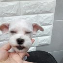 사랑해줄개 애견샵 이미지