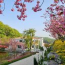 용인 자작나무숲 펜션 이미지
