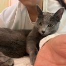 하이펍 강아지고양이 김포본점 | 수원고양이파양 강아지 안전해(feat.김포,파주)
