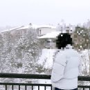 세븐일레븐 국도점 | 여행] 비에이 버스 투어, 흰그림자 투어 이용 후기(흰수염 폭포, 탁신관, 준페이, 크리스마스 트리...