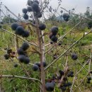 국산 생과 아로니아(블랙초코베리)2Kgㅡ택포22000 이미지