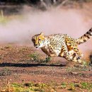 치타(CHEETAH) 이미지