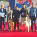 우정진도개 이미지