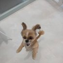 바움펫 | 수원강아지미용실 편안한 애견미용 바움펫 후기 🐾