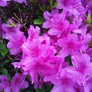 수봉공원 (문화회관방향) 이미지