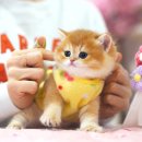 강남 고양이 분양 캣프렌즈 | 서울고양이분양 아가냥이들 심쿵주의! 믿음 가는 강남고양이분양 캣프렌즈