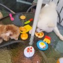 독스호텔리어 이미지