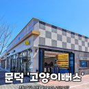 고양이뻐스 이미지