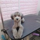 제로네 펫쌀롱 이미지