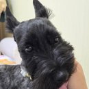 바오펫살롱 이미지