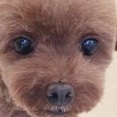 하이펫살롱 이미지