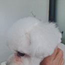 복이애견샵 이미지