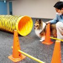 프랑소와펫 롯데일산점 이미지