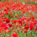 공원플라워 이미지