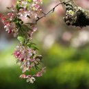 사과꽃 향기는 바람 이미지