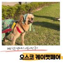 꼬까모자 | 2026 오스코 케이펫페어 청주 내돈내산 솔직후기