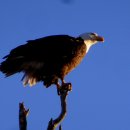 ■ 흰머리 독수리(Haliaeetus leucocephalus, bald eagle) 이미지