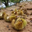 건지농장 이미지