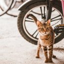 정선가축병원 이미지