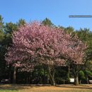 충혼탑 화장실 | 지금 가야 하는 거제 겹벚꽃🌸 <거제 충혼탑> 겹벚꽃 명소
