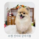 진이축산유통에듀점 | 광교 반려동물 셀프목욕 수원 진이네강아지풀 강아지목욕 후기