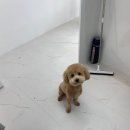 이로운 펫살롱 이미지