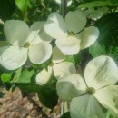 개화농장 이미지