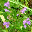 황금종1 이미지