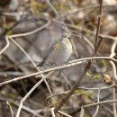 유리딱새(Red-flanked Bluetail) 이미지