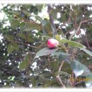 동백4로 이미지