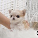 펫츠나라 동물병원 이미지