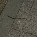 모두스코리아 | 봉미선미스코리아